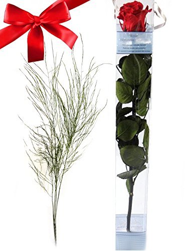 TIK/0104Tiki - Tree Fern preserved Green 40-50 cm